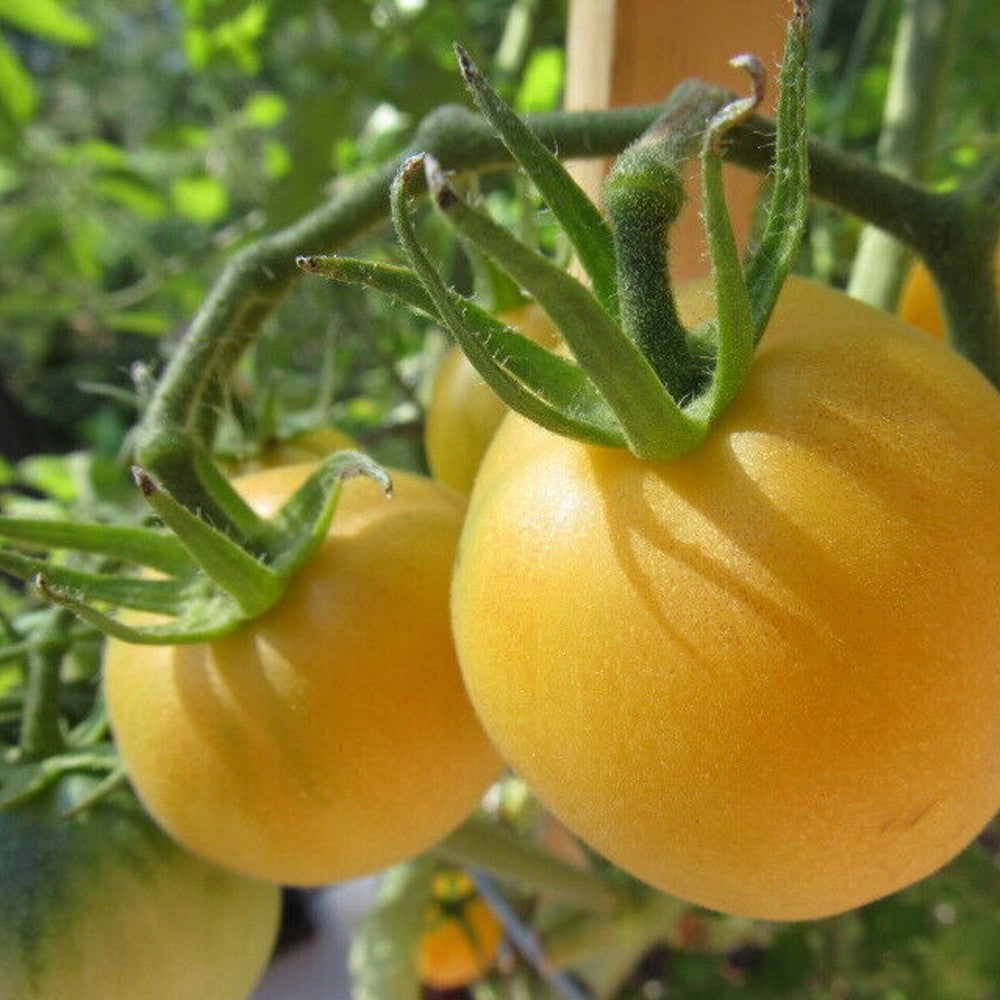 30 Garden Peach Tomato Cocona NON-GMO Heirloom Vegetable Seeds | www.seedsplantworld.com