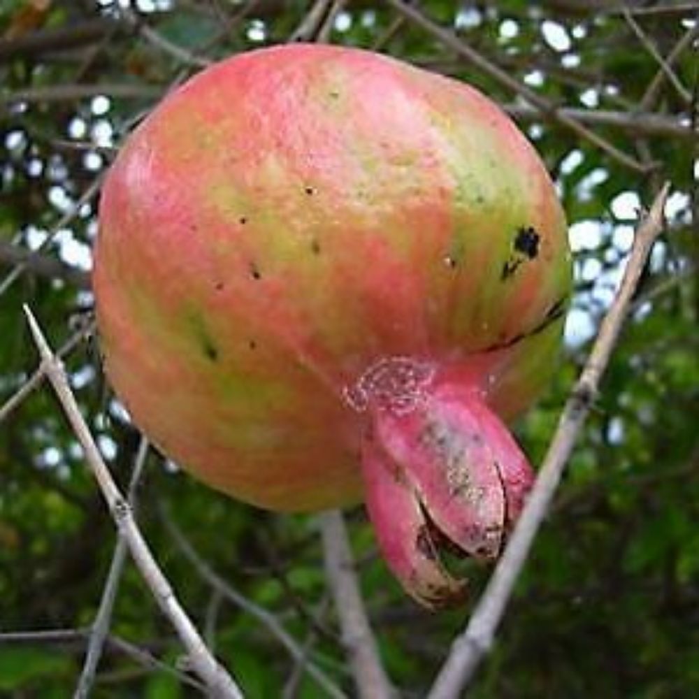 5 Punica Granatum Hardy Pomegranate Tree Seeds For Planting | www.seedsplantworld.com