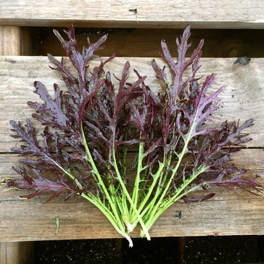 600 Mizuna Red Streaks Mustard Spider Mustard Konya NON-GMO Vegetable Seeds | www.seedsplantworld.com