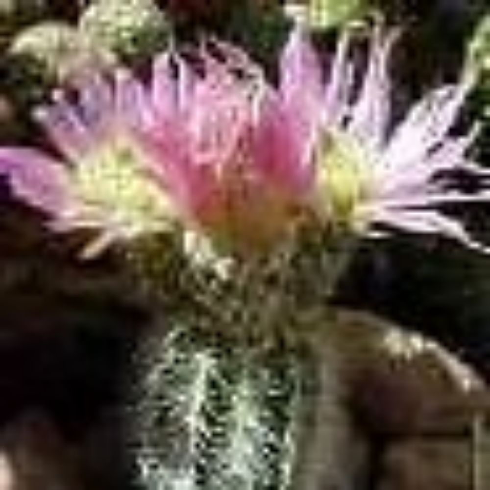 10 Echinocereus Reichenbachi Baileyi Hedgehog Cactus Seeds For Planting | www.seedsplantworld.com