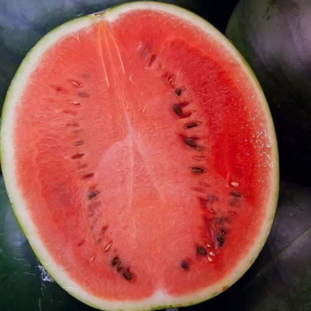 100 Black Diamond Watermelon NON-GMO Large Watermelon Fruit Seeds | www.seedsplantworld.com