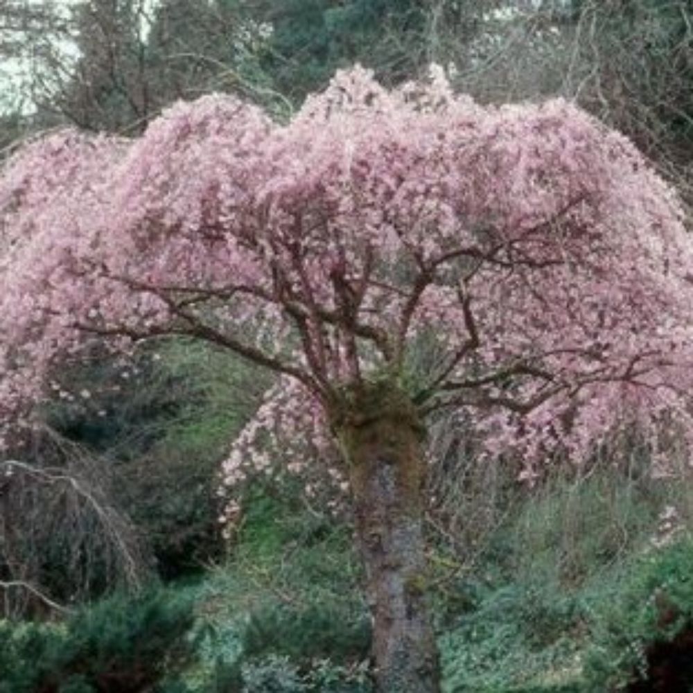 5 Prunus Subhirtella Pendula Weeping Flowering Cherry Tree Seeds For Planting | www.seedsplantworld.com