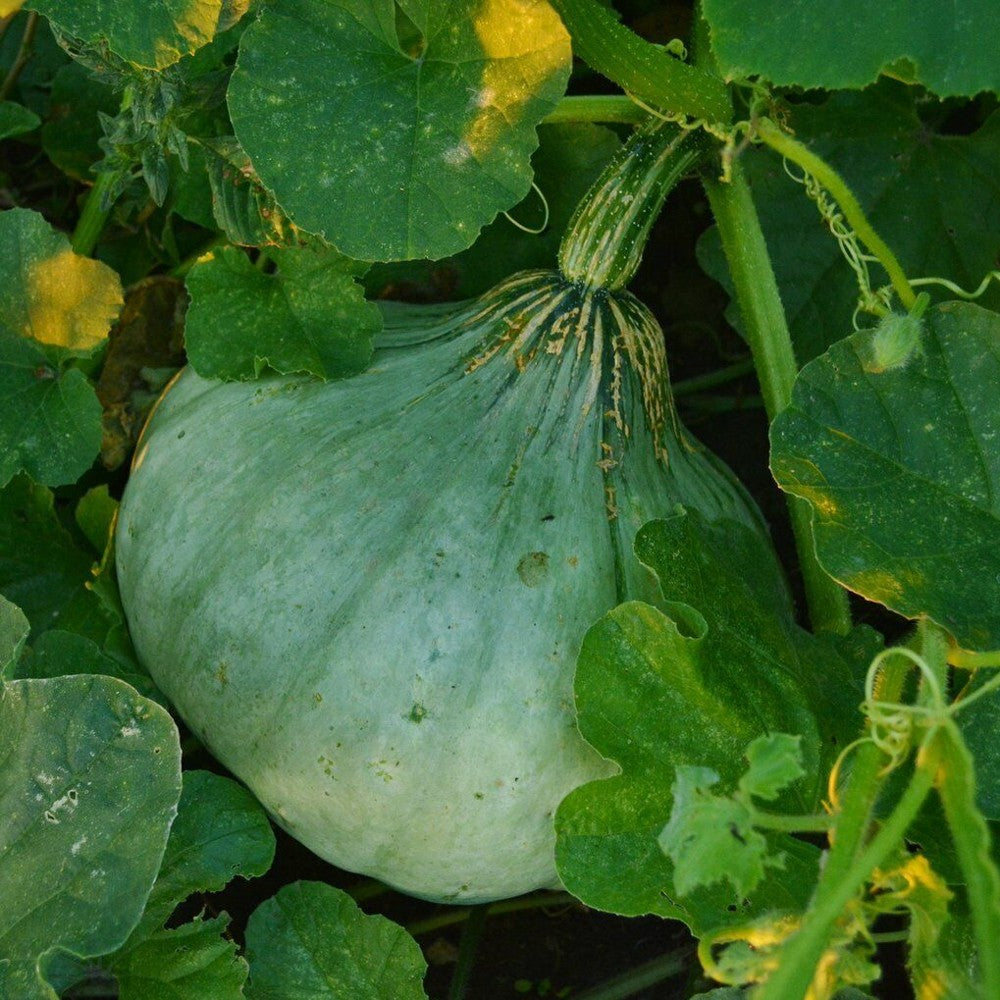 20 Sweet Meat Winter Squash NON-GMO Pumpkin Pie Vegetable Seeds | www.seedsplantworld.com