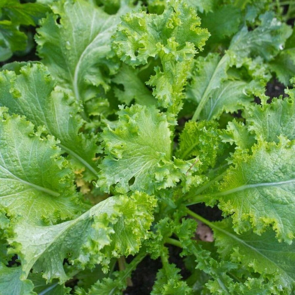 250 Southern Giant Curled Mustard NON-GMO Southern Curled Vegetable Seeds | www.seedsplantworld.com