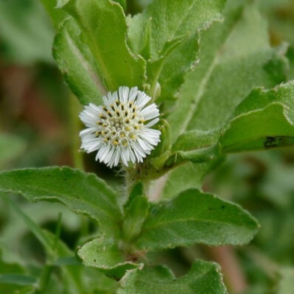 10 Eclipta Prostrata Yerba De Tajo Seeds For Planting | www.seedsplantworld.com