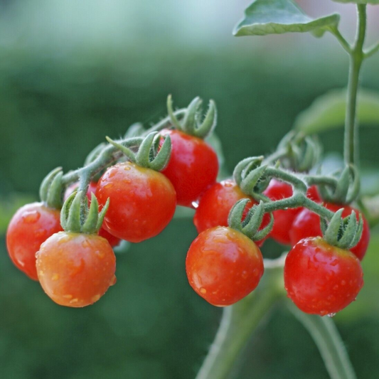 15 iny Tim Cherry Tomato NON-GMO Vegetable Seeds | www.seedsplantworld.com