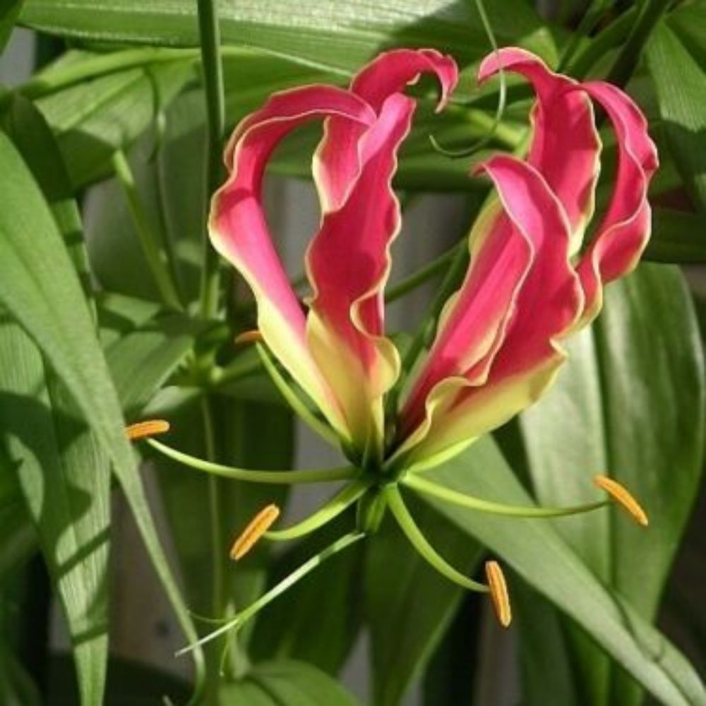 5 Gloriosa Rothschildiana Gloriosa Lily Vine Seeds For Planting | www.seedsplantworld.com