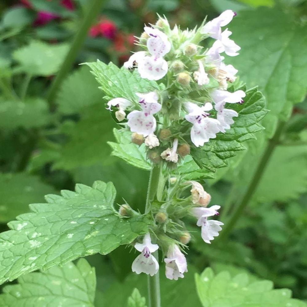 10 Nepeta Cataria Catnip Fragrant Leaves Seeds For Planting | www.seedsplantworld.com