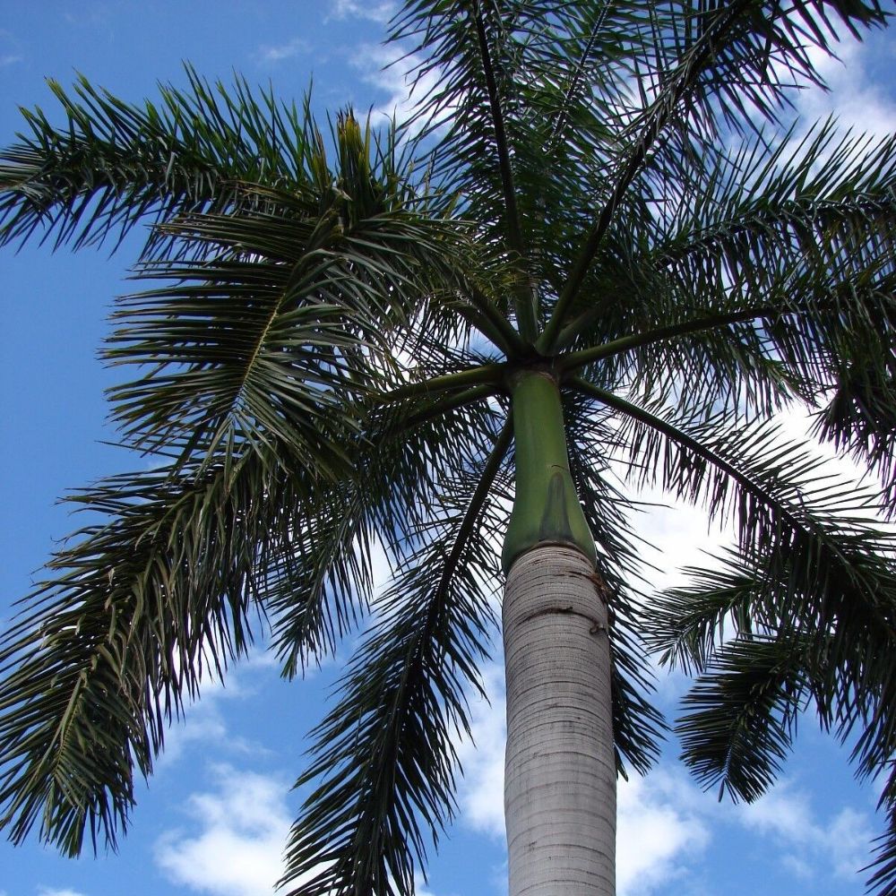 5 Roystonea Regia Royal Palm Seeds For Planting | www.seedsplantworld.com