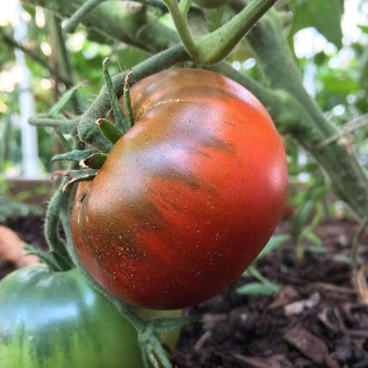 125 Paul Robeson Tomato Rare Heirloom NON-GMO Beefsteak Type Vegetable Seeds | www.seedsplantworld.com