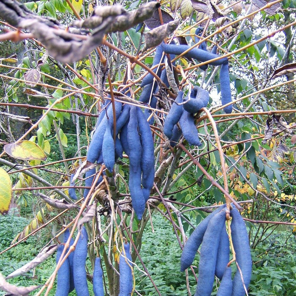 5 Decaisnea Fargesii Himalayan Blue Bean Shrub Seeds For Planting | www.seedsplantworld.com