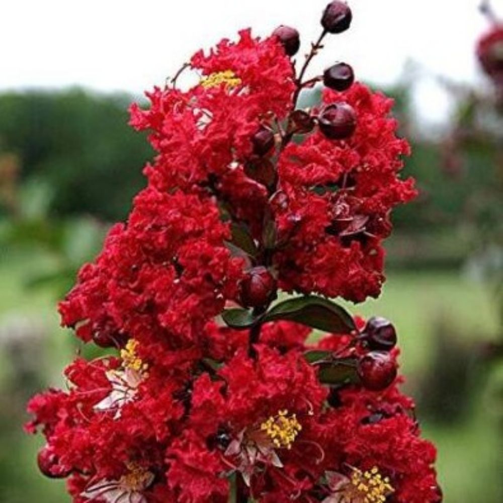 10 Lagerstroemia Dynamite Hardy Red Crape Myrtle Seeds For Planting | www.seedsplantworld.com