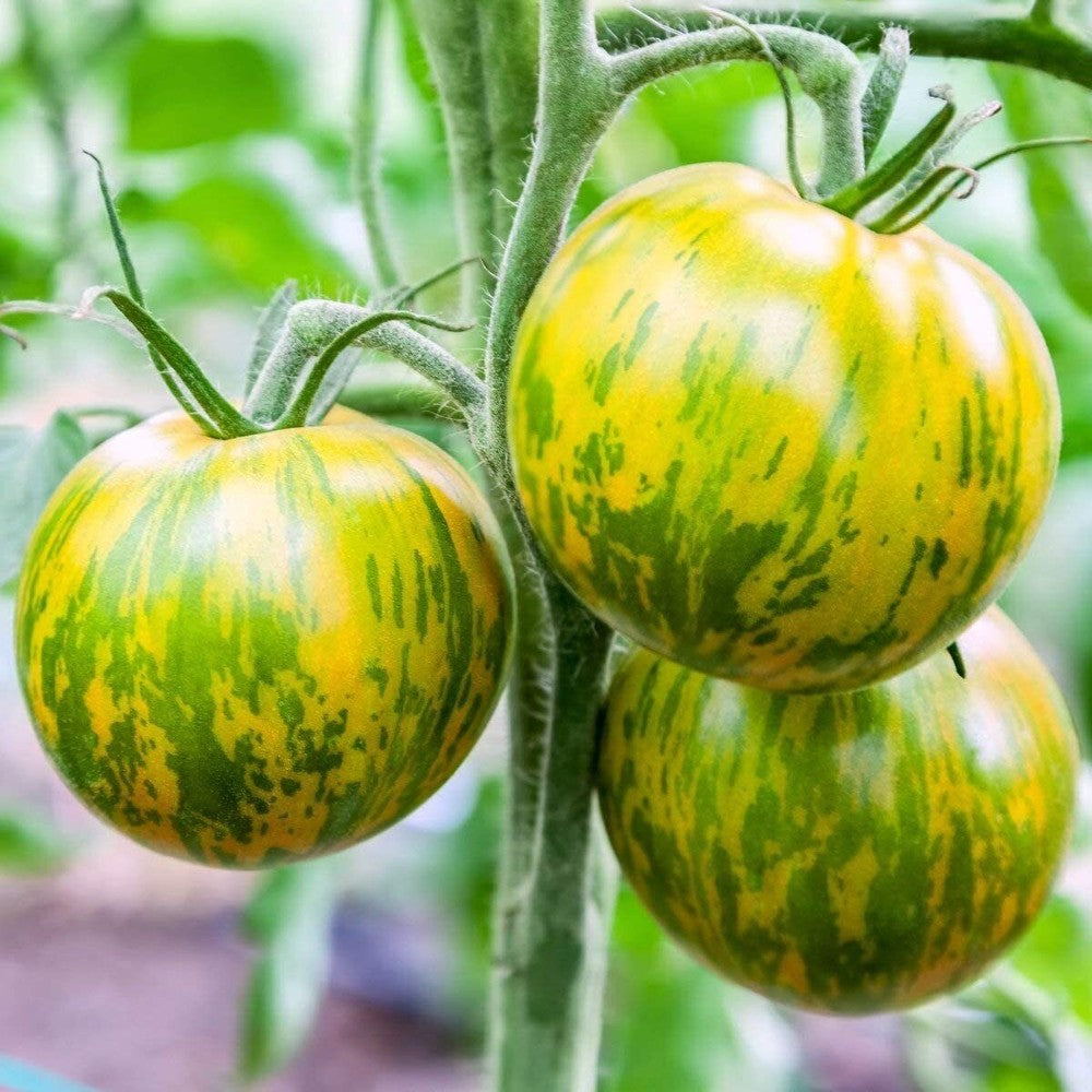 125 Green Zebra Tomato Bi-Colored NON-GMO Vegetable Seeds | www.seedsplantworld.com