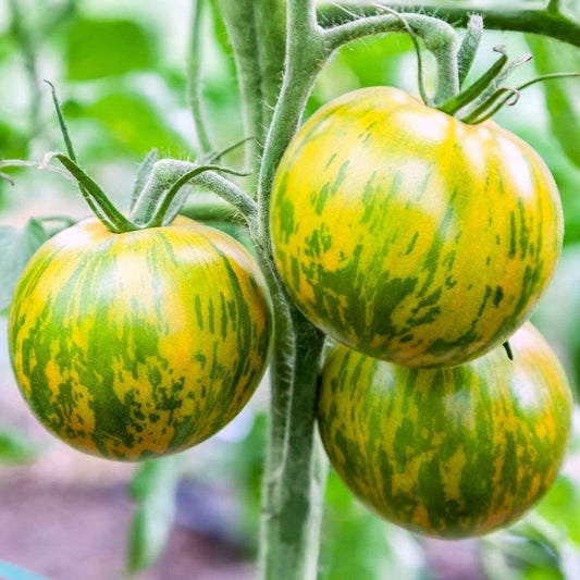 125 Green Zebra Tomato Bi-Colored NON-GMO Vegetable Seeds | www.seedsplantworld.com