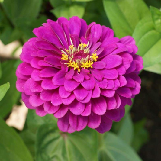 100 Purple Prince Zinnia NON-GMO Flowers Seeds | www.seedsplantworld.com