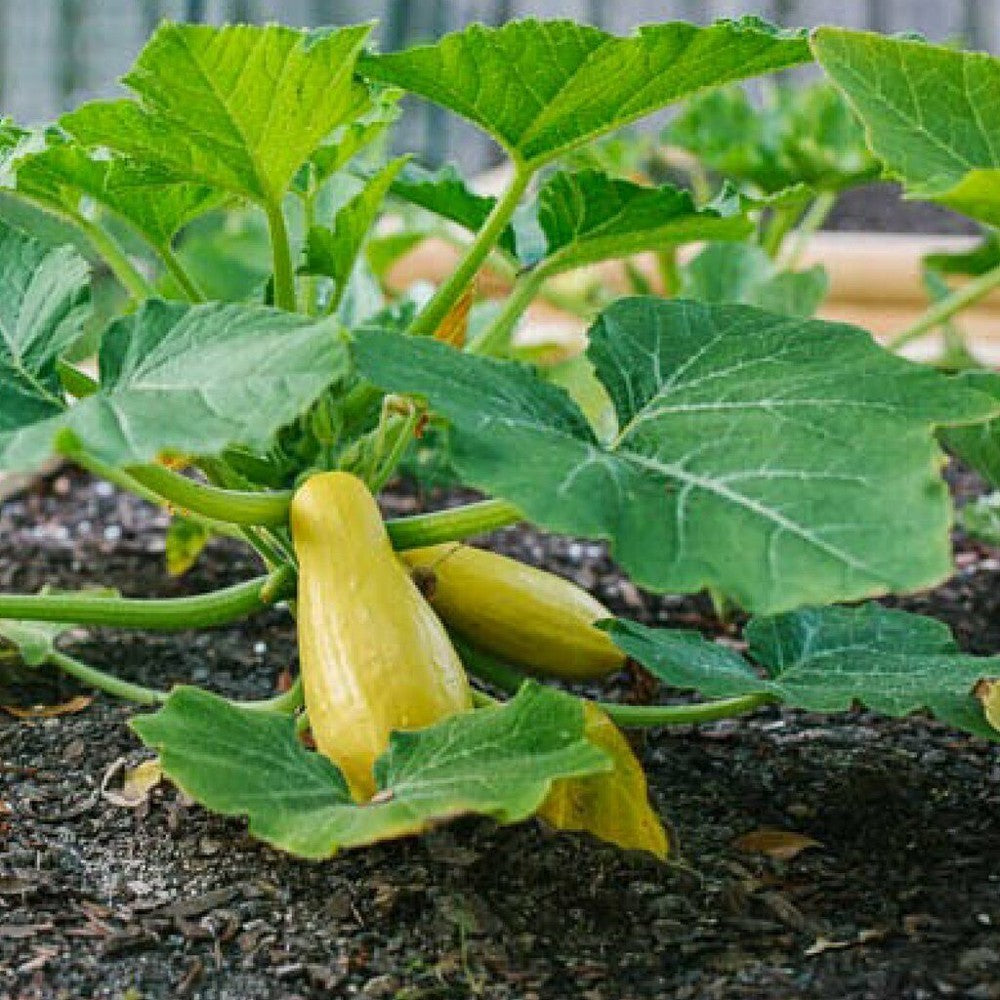 150 Prolific Straightneck Summer Squash NON-GMO Vegetable Seeds | www.seedsplantworld.com