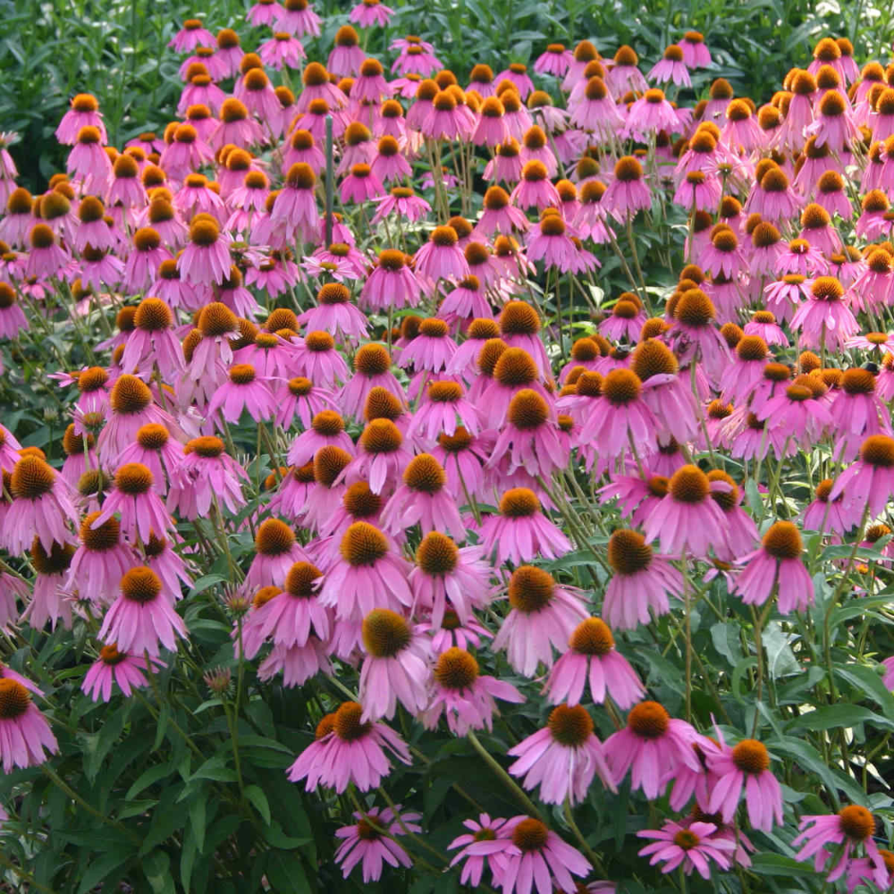 100 Purple Coneflower Echinacea Purpurea Butterflies Hummingbirds Bees Flower Seeds | www.seedsplantworld.com