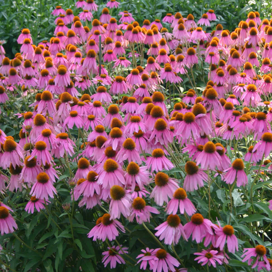 100 Purple Coneflower Echinacea Purpurea Butterflies Hummingbirds Bees Flower Seeds | www.seedsplantworld.com