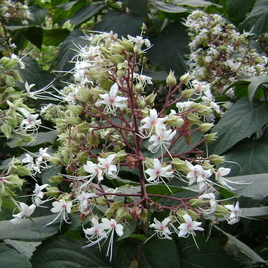 5 Clerodendrum Infortunatum Hill Glory Bower Seeds For Planting | www.seedsplantworld.com