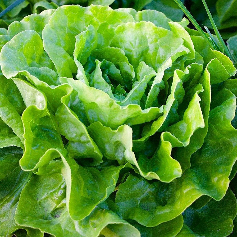 700 Tom Thumb Leaf Lettuce Butterhead Bibb NON-GMO Heirloom Vegetable Seeds | www.seedsplantworld.com