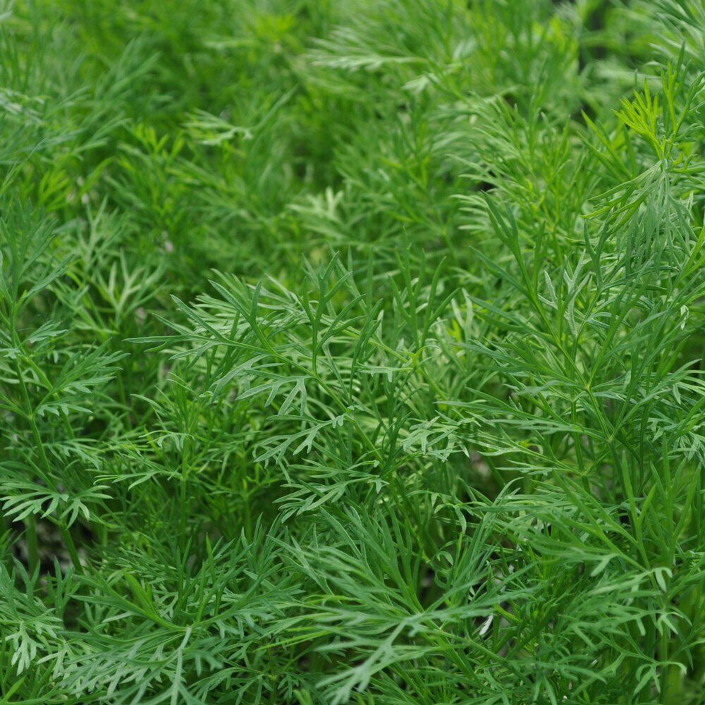 700 Dukat Dill Heirloom NON-GMO Leafy Foliage Herb Seeds | www.seedsplantworld.com