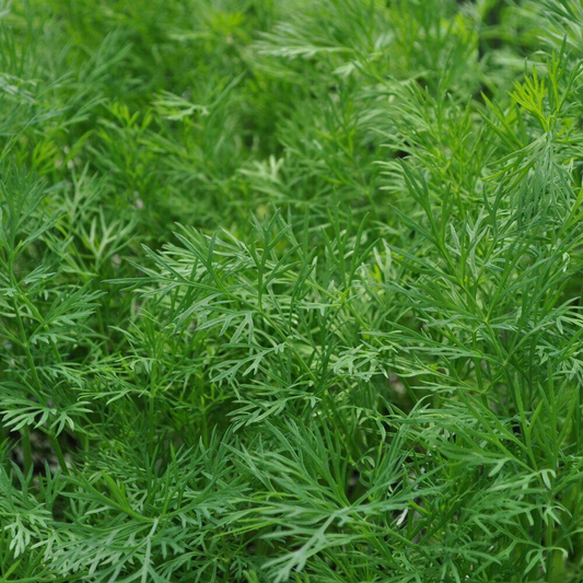 700 Dukat Dill Heirloom NON-GMO Leafy Foliage Herb Seeds | www.seedsplantworld.com