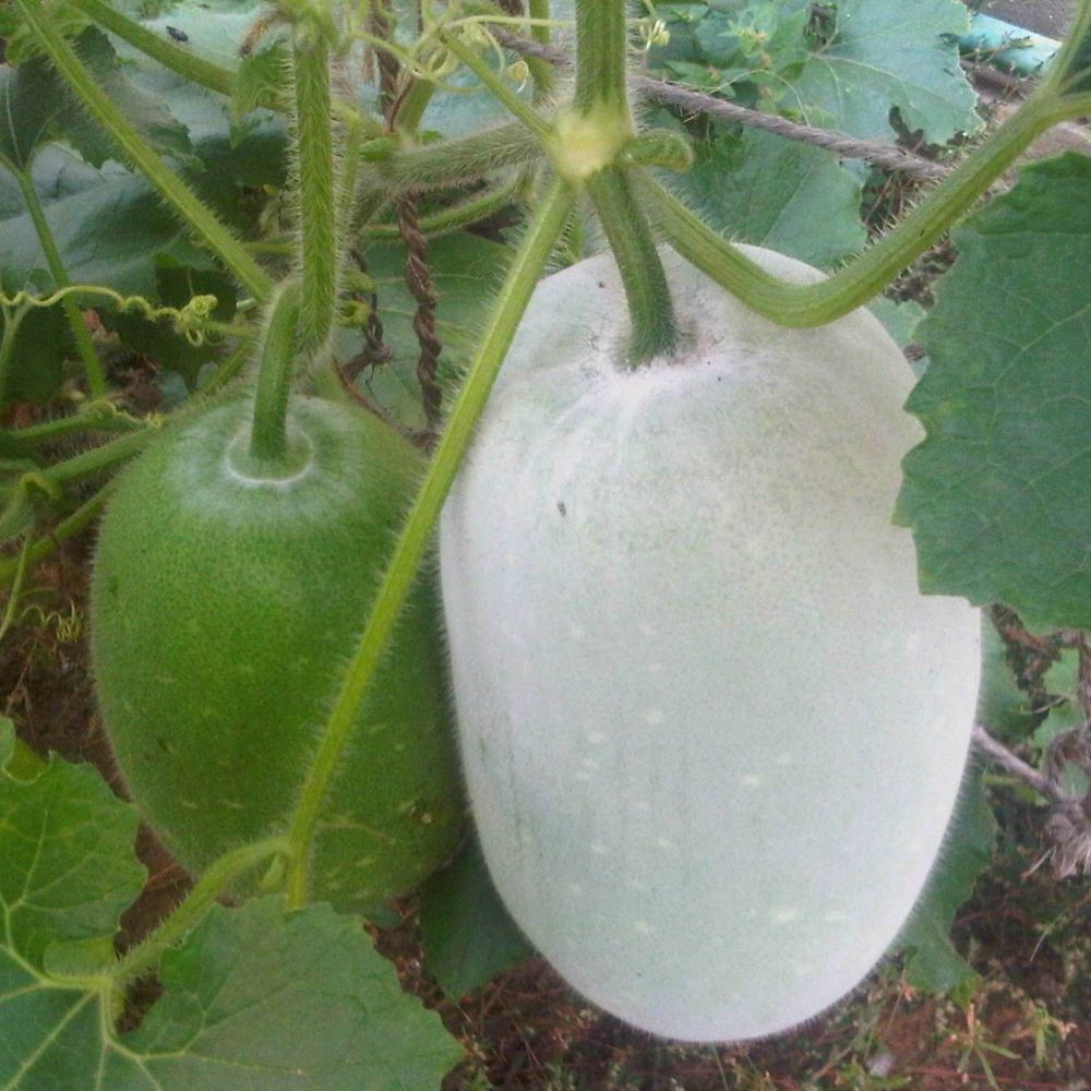 5 Benincasa Hispida Wax Gourd Seeds For Planting | www.seedsplantworld.com