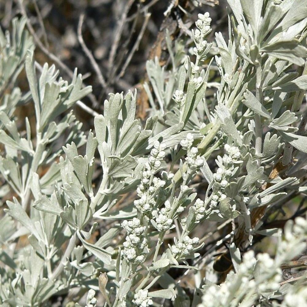 5 Artemisia Tridentata Unique Shrub Seeds For Planting | www.seedsplantworld.com