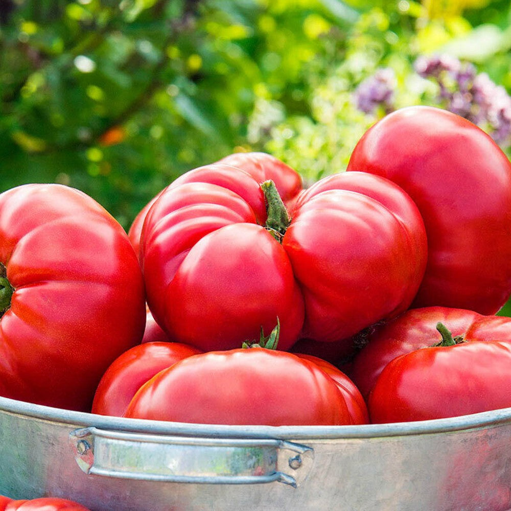 125 Mortgage Lifter Tomato Enormous Beefsteak Tomato NON-GMO Vegetable Seeds | www.seedsplantworld.com