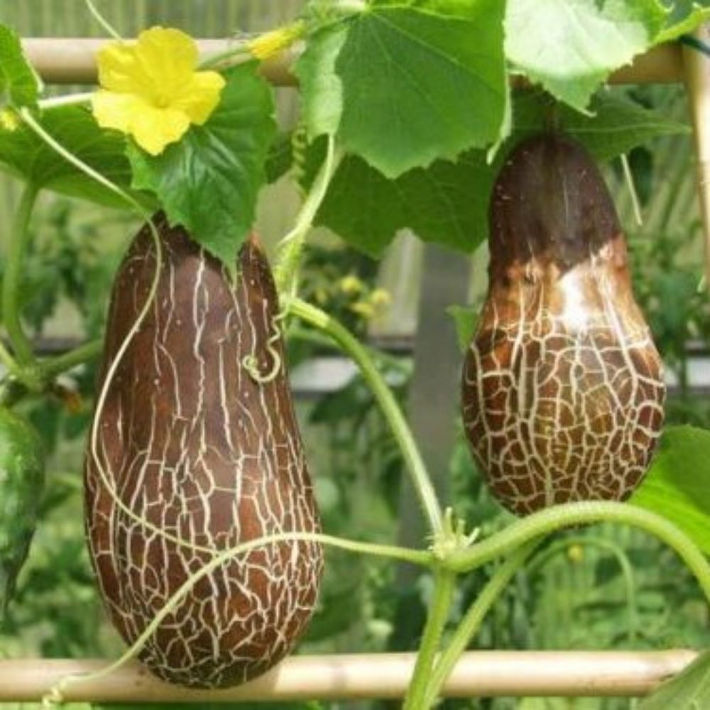 5 Cucumis Sativus Sikkimensis Sikkim Cucumber Seeds For Planting | www.seedsplantworld.com