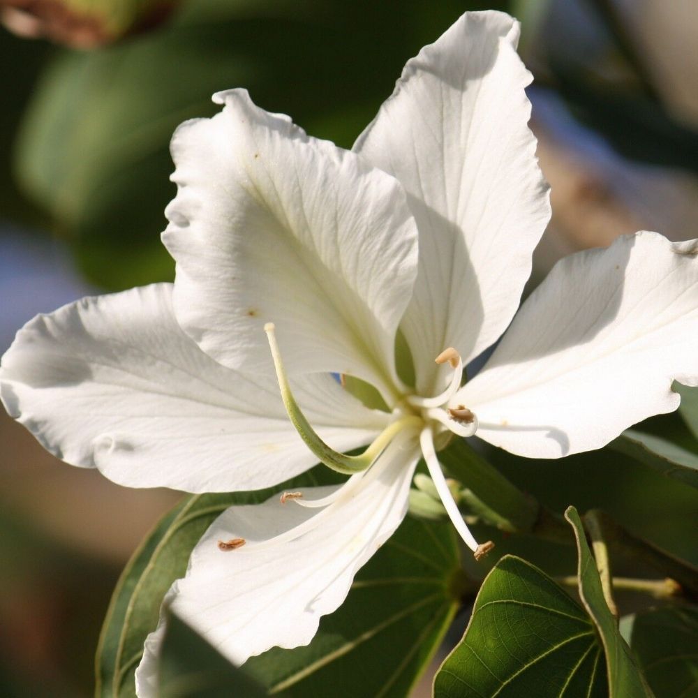 5 Bauhinia Alba White Orchid Tree Seeds For Planting | www.seedsplantworld.com