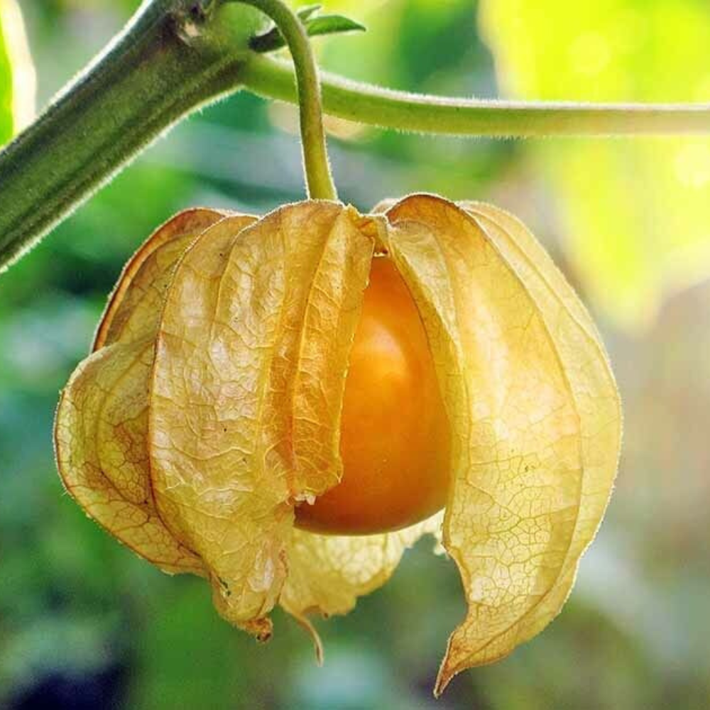 50 Ground Cherry NON-GMO Cape Gooseberry Chinese Lantern Vegetable Seeds | www.seedsplantworld.com