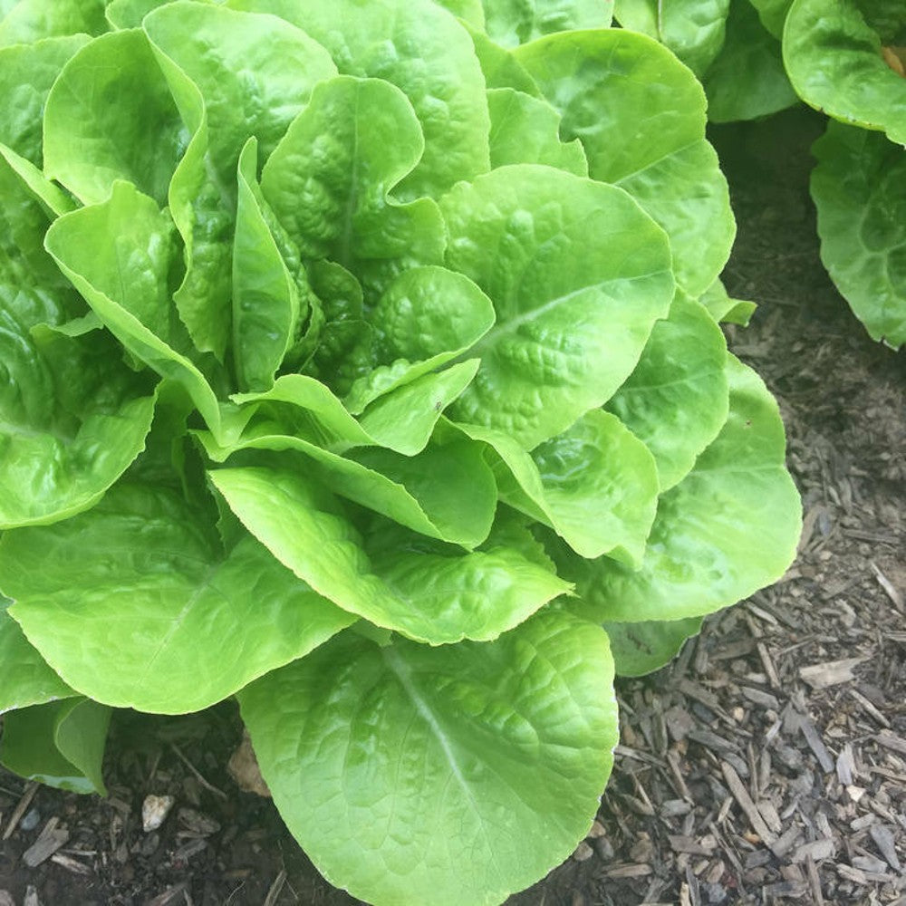 700 Buttercrunch Butterhead Lettuce NON-GMO Vegetable Seeds | www.seedsplantworld.com