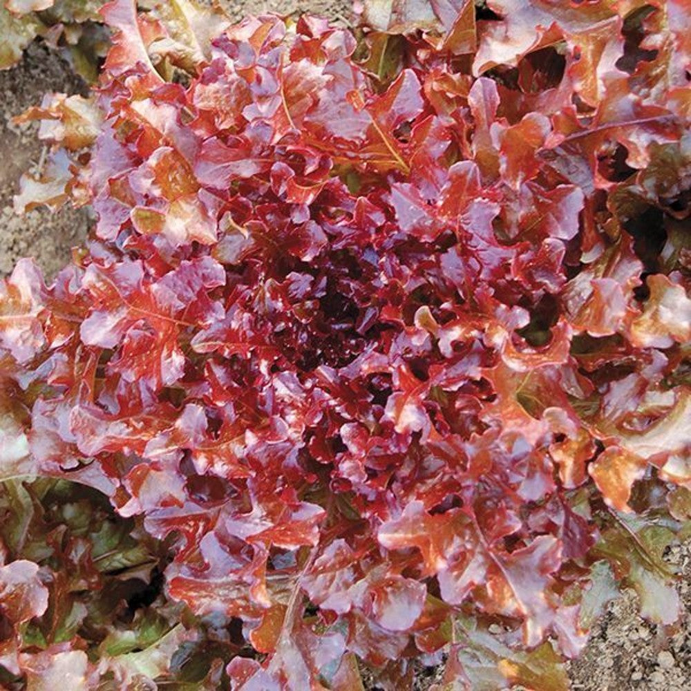 500 Red Salad Bowl Lettuce NON-GMO Vegetable Seeds | www.seedsplantworld.com