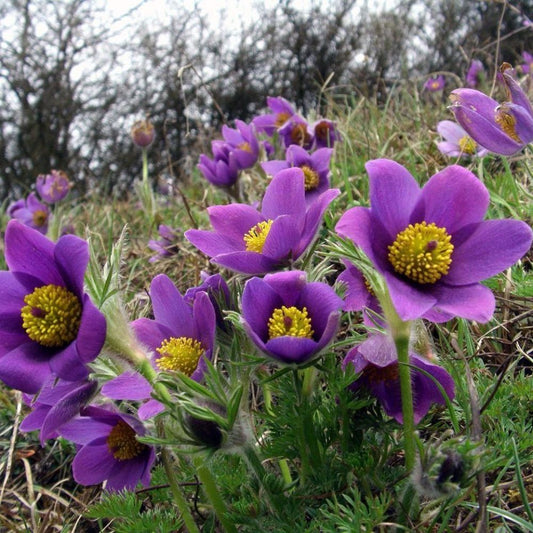 5 Pulsatilla Vulgaris Pasque Flower Seeds For Planting | www.seedsplantworld.com