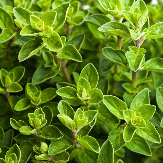 4000 Italian Oregano Herb Origanum Vulgare NON-GMO Herb Seeds | www.seedsplantworld.com