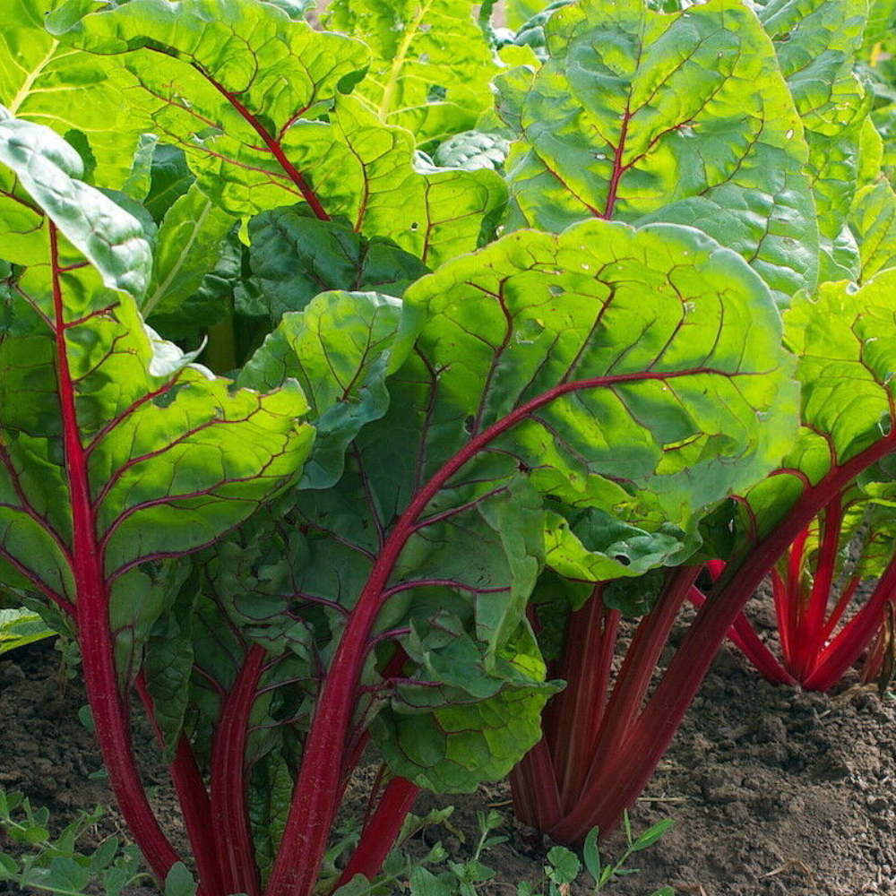 35 Ruby Red Swiss Chard NON-GMO Salad Greens Colorful Heirloom Vegetable Seeds | www.seedsplantworld.com