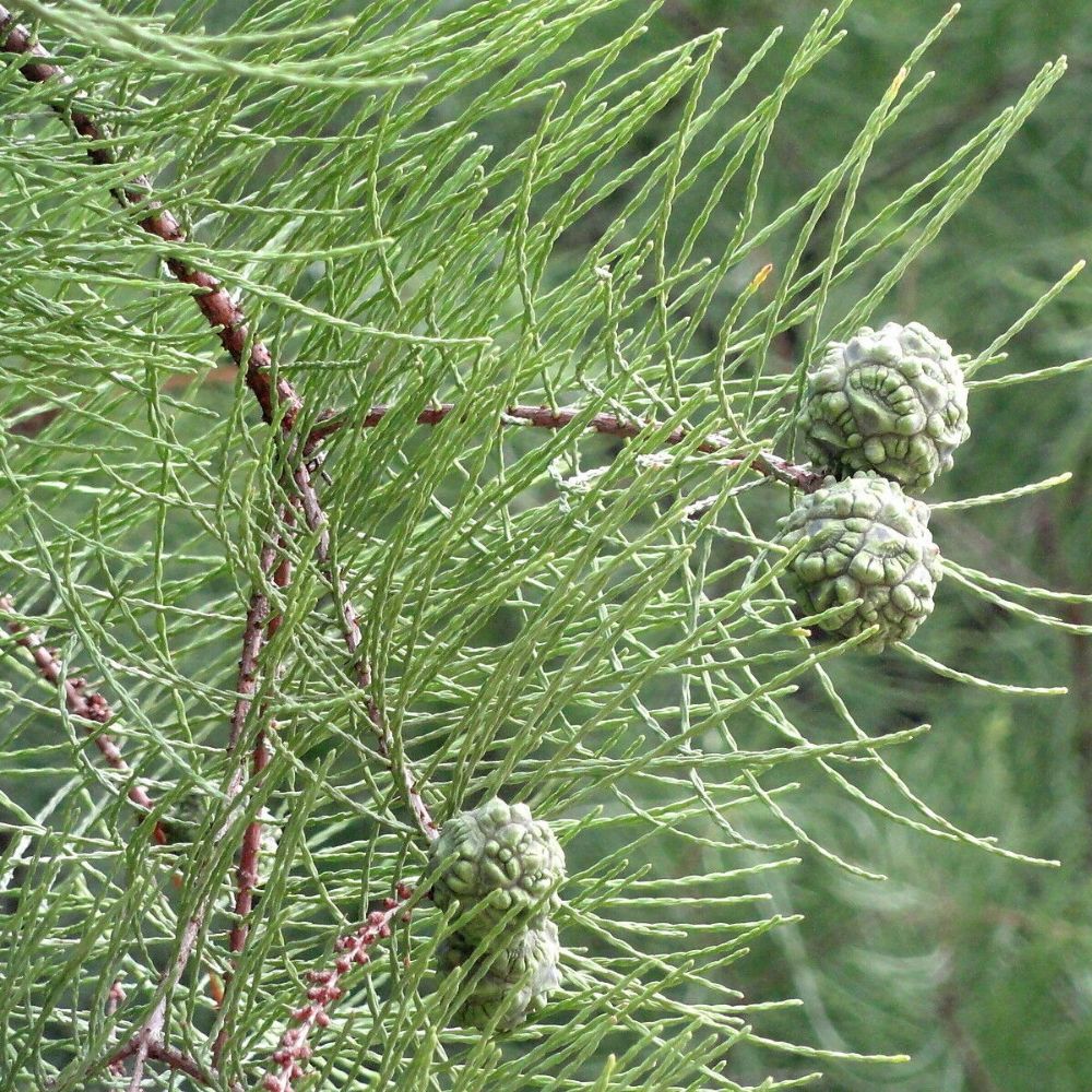 5 Taxodium Ascendens Pond Cypress Seeds For Planting | www.seedsplantworld.com