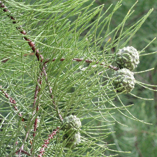 5 Taxodium Ascendens Pond Cypress Seeds For Planting | www.seedsplantworld.com