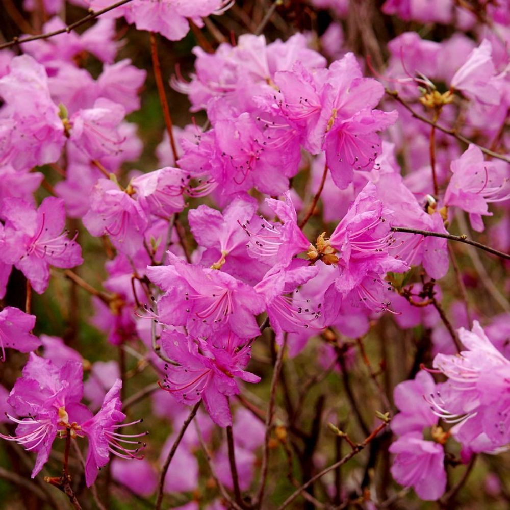 10 Rhododendron Mucronulatum Rhododendron Seeds For Planting | www.seedsplantworld.com