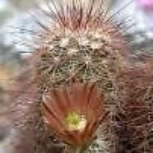 10 Echinocereus Chloranthus Hardy Hedgehog Cactus Seeds For Planting | www.seedsplantworld.com