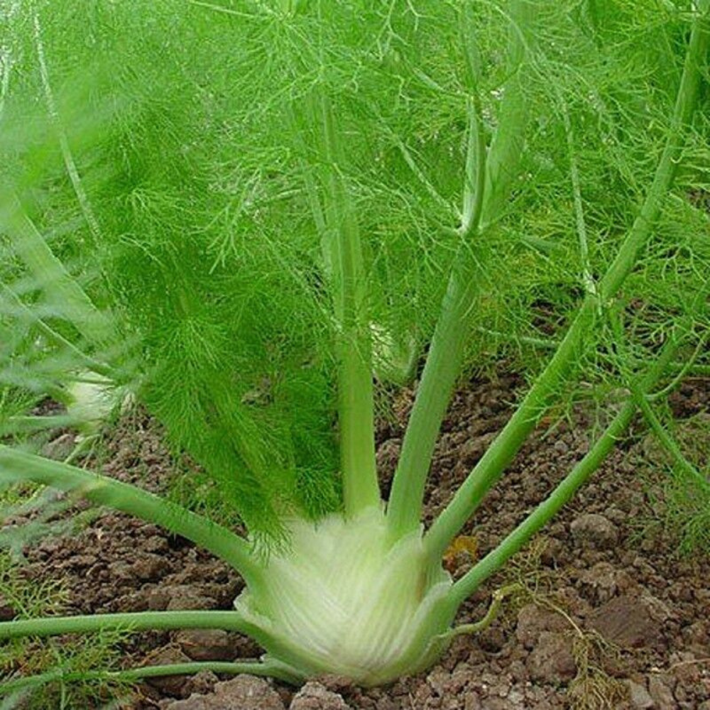 100 Florence Fennel Anise Aroma Finnochio NON-GMO Herb Seeds | www.seedsplantworld.com