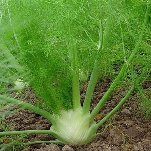 100 Florence Fennel Anise Aroma Finnochio NON-GMO Herb Seeds | www.seedsplantworld.com