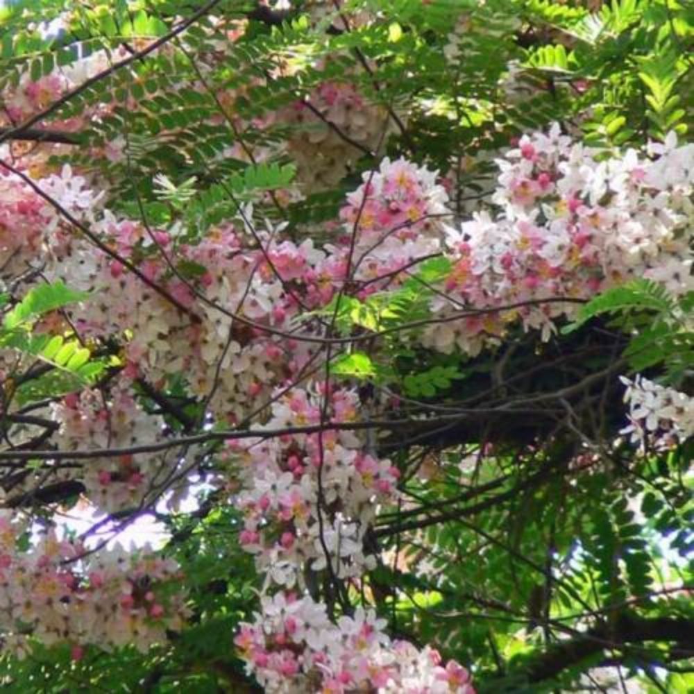 5 Cassia Grandis Pink Shower Tree Light Pink Flowers Seeds For Planting | www.seedsplantworld.com