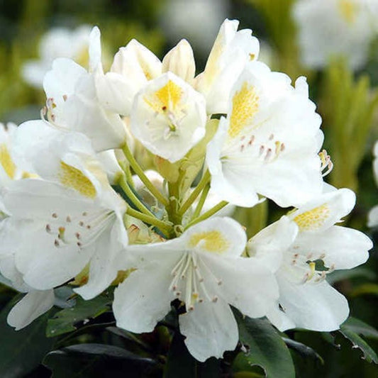 10 Rhododendron Catawbiense Alba White Catawba Rhododendron Seeds For Planting | www.seedsplantworld.com