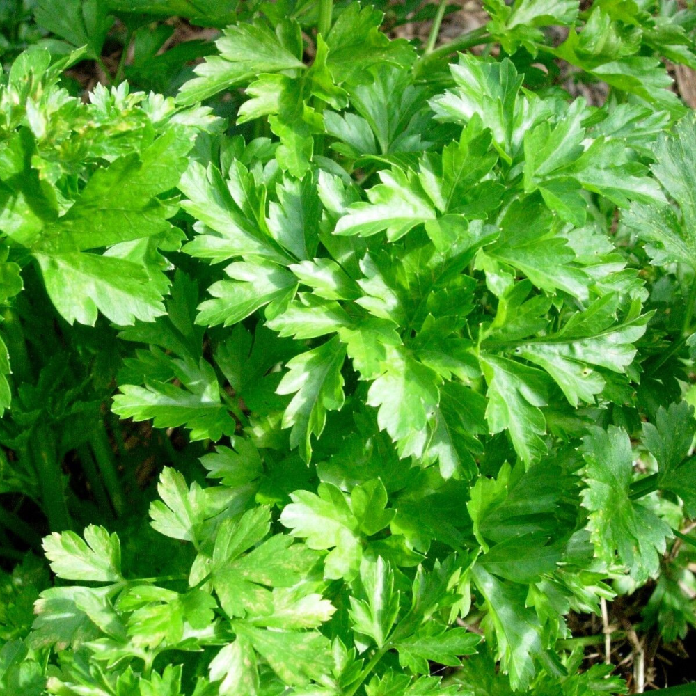 250 Italian Giant Parsley NON-GMO Heirloom Flat-Leaf Parsley Herb Seeds | www.seedsplantworld.com