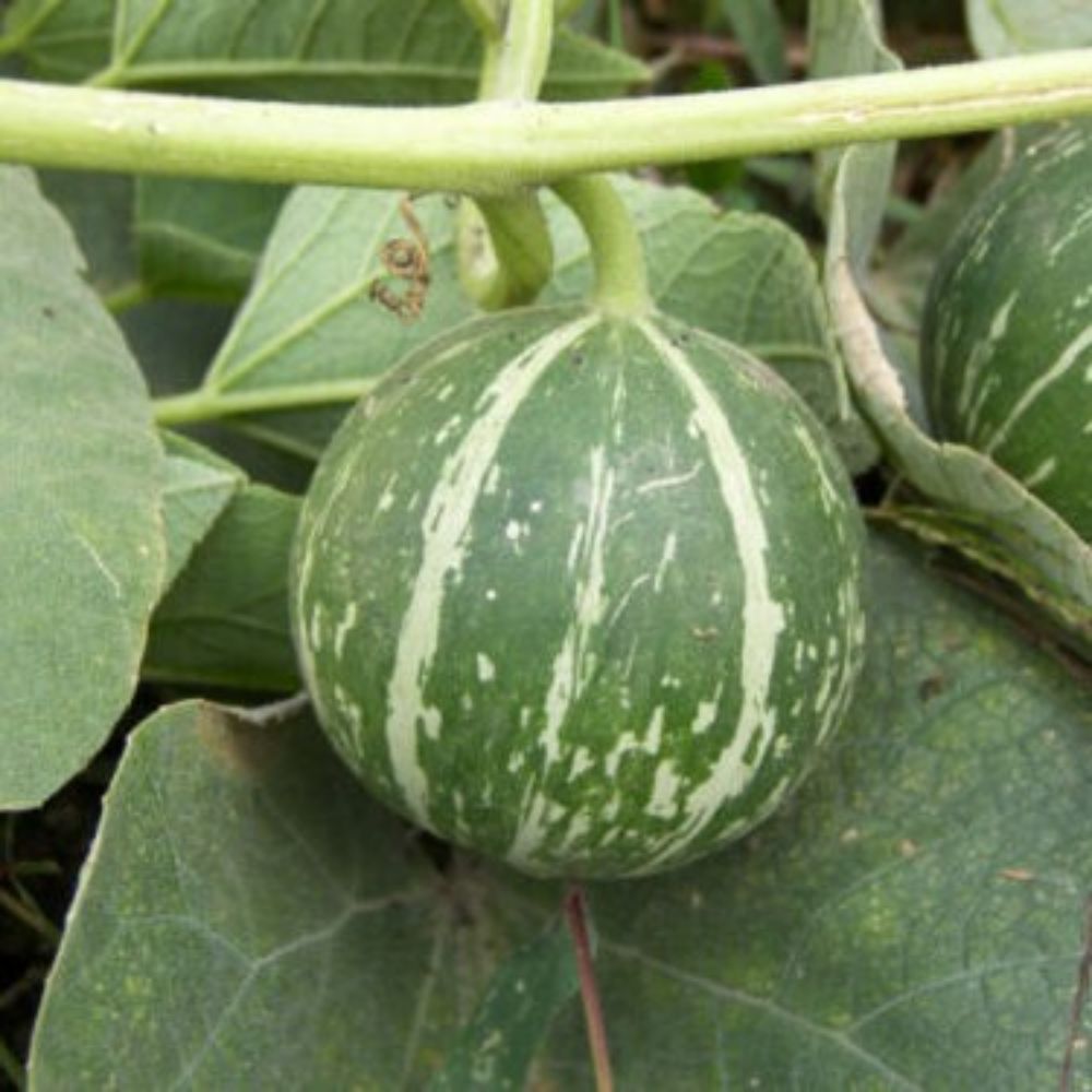 5 Cucurbita Foetidissima Buffalo Gourd Seeds For Planting | www.seedsplantworld.com