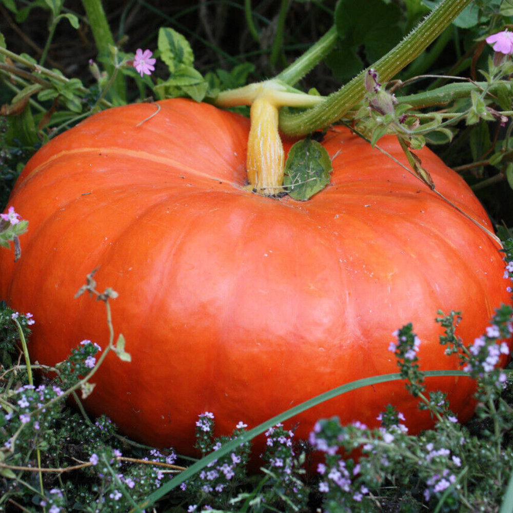 100 Cinderella Pumpkin Pumpkin Pie Halloween Rouge Vif d'Etampes Vegetable Seeds | www.seedsplantworld.com