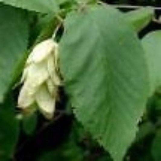 5 Ostrya Virginiana American Hophornbeam Tree Seeds For Planting | www.seedsplantworld.com