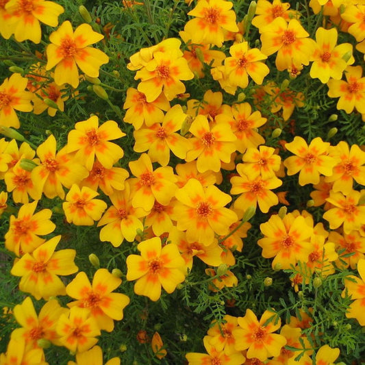 10 Tagetes Lemonii Mexican Marigold Seeds For Planting | www.seedsplantworld.com